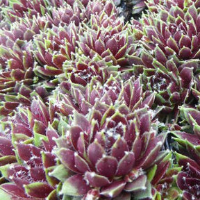 Joubarbe Silberkarneol - Sempervivum - Willemse
