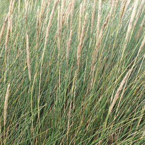 Ammophila arenaria - Oyat Roseau des sables - Graminées