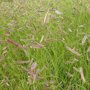 Bouteloua gracilis - Boutelou gracieux - Graminées