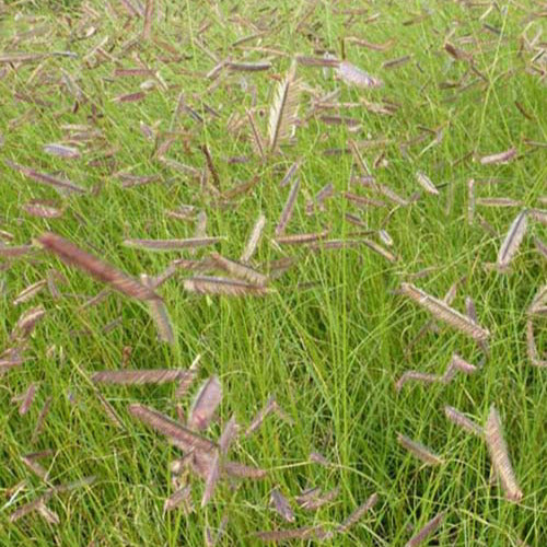 Bouteloua gracilis - Boutelou gracieux - Graminées