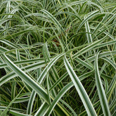 Laîche Feather Falls - Carex - Willemse
