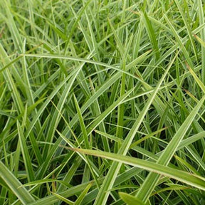 Laîche du Japon Gilt - Carex - Willemse