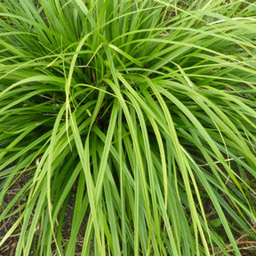 Laîche du Japon Mosten - Carex - Willemse