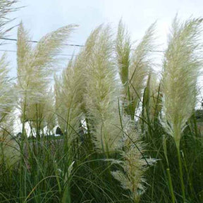 3 Herbes de la pampa - Willemse