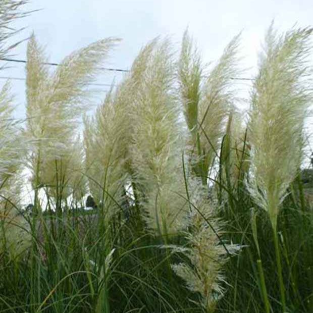 3 Herbes de la pampa - Willemse