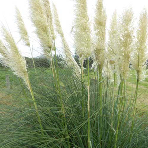 Herbe de la pampa argentée Sunningdale Silver - Willemse