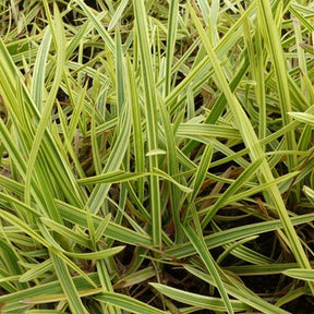 Goutte d'or - Willemse