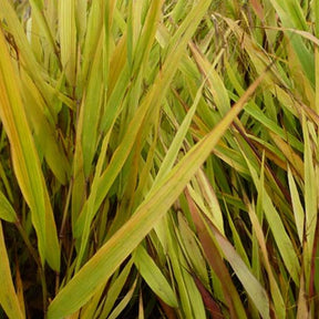 Herbe du Japon Beni-Kaze - Willemse