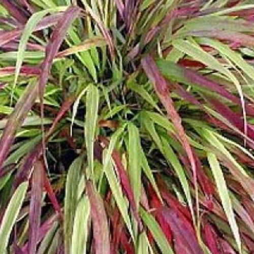 Herbe du Japon Naomi - Willemse