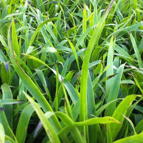 Luzula sylvatica - Luzule des bois - Luzula
