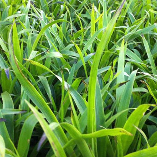 Luzula sylvatica - Luzule des bois - Luzula
