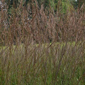 Molinie élevée Karl Foester - Molinia arundinacea karl foerster - Willemse