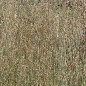 Molinie élevée Windspiel - Willemse