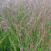 Molinie bleue Heidezwerg - Willemse
