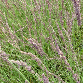 Molinia caerulea Moorhexe - Molinie bleue Moorhexe - Molinie
