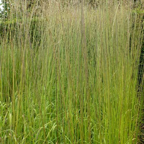 Molinie élevée Windsaule - Willemse