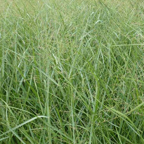 Panic érigé Prairie Sky - Panicum virgatum Prairie Sky - Willemse