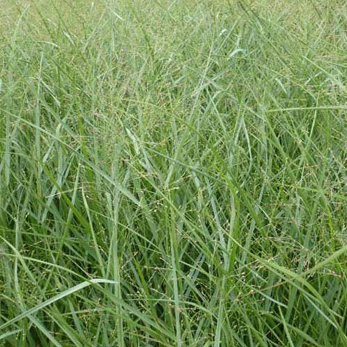 Panic érigé Prairie Sky - Panicum virgatum Prairie Sky - Willemse