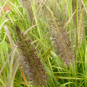 Pennisetum alopecuroides Black Beauty - Herbe aux écouvillons Black Beauty - Pennisetum - Pennisetum