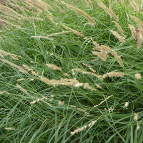 Herbe aux écouvillons frangée de cils - Pennisetum - Willemse