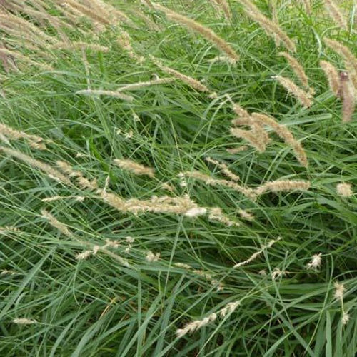 Herbe aux écouvillons frangée de cils - Pennisetum - Willemse