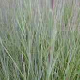 Andropogon Prairie Blues - Willemse