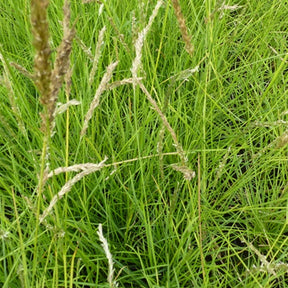 Seslérie - Seslérie d'automne - Sesleria autumnalis