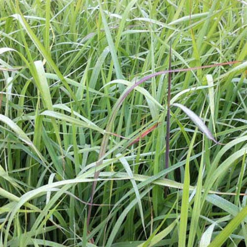 Herbes des Indiens Indian Steel - Willemse