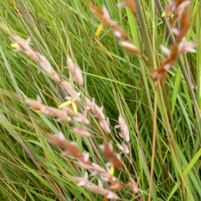 Herbe des Indiens - Willemse