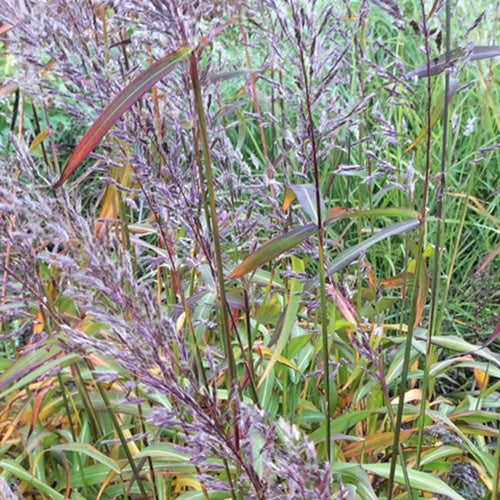 Spodiopogon sibiricus - Spodiopogon sibiricus - Willemse