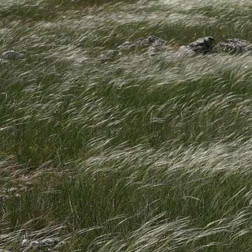 Vente Stipe penné - Stipa pennata
