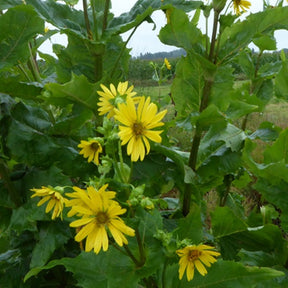 Silphe perfolié - Willemse