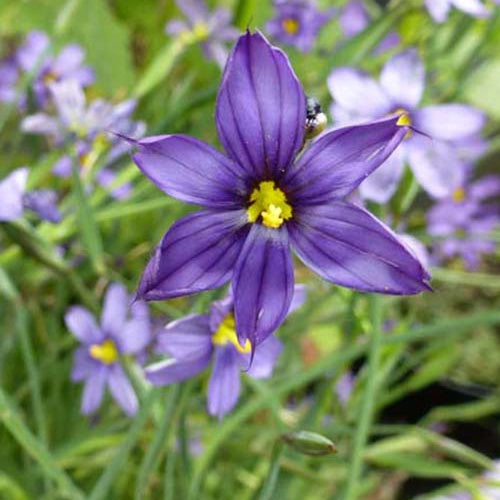 Sisyrinchium bellum - Willemse