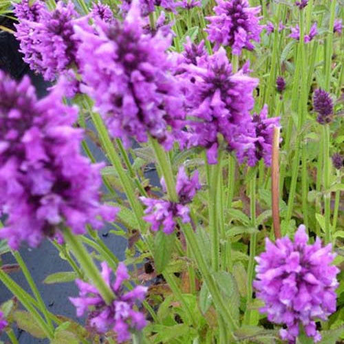 Bétoine officinale Épiaire - Willemse