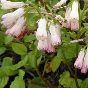 Consoude à grandes fleurs Hidcote Pink - Willemse