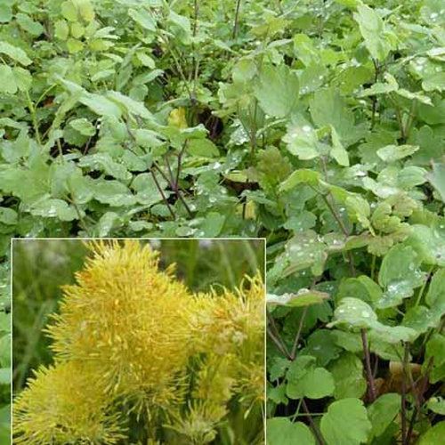3 Pigamons jaunes à feuilles bleutées - Willemse