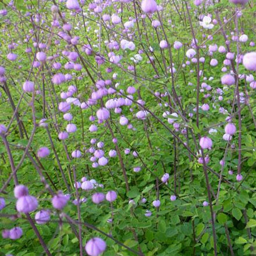 Thalictrum delavayi Splendide - Pigamon Splendide - Pigamon