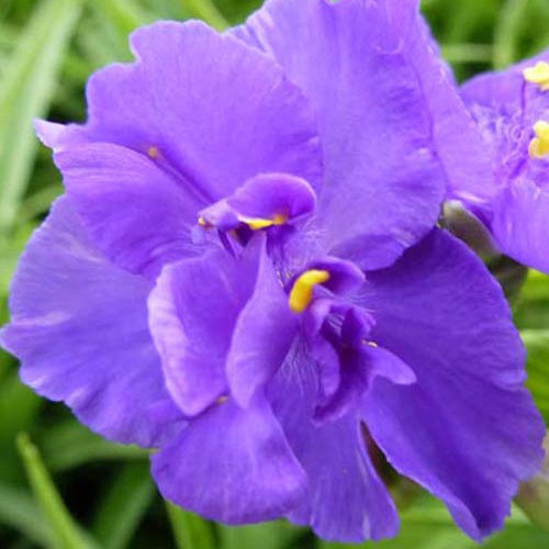 Ephémère de Virginie Zwanenburg Blue - Willemse