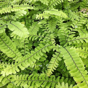 Capillaire Imbricatum - Willemse
