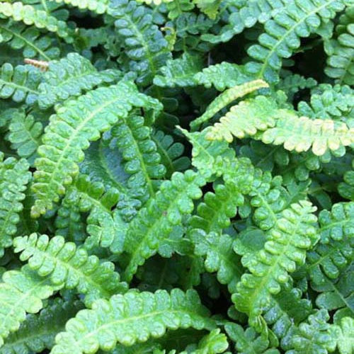 Blechnum de la Terre de Feu - Willemse