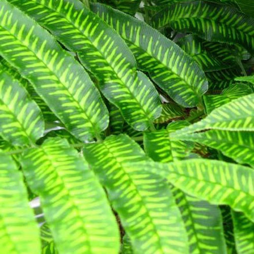 Coniogramme emeiensis - Willemse