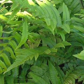 Dryopteris cycadina (atrata) - Fougère trompe-d'éléphant - Fougères