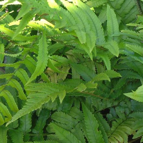 Dryopteris cycadina (atrata) - Fougère trompe-d'éléphant - Fougères