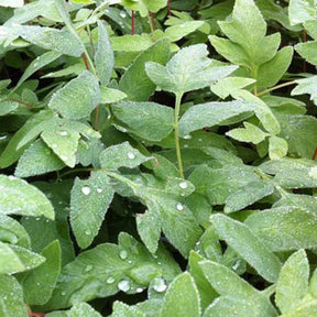 Osmonde royale Purpurascens - Willemse