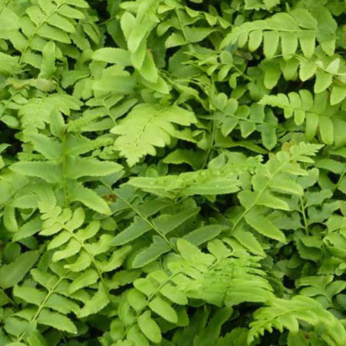 Fougères - Fougère de Noël - Polystichum acrostichoides