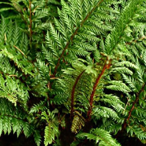 Polystic à feuille de houx Siny Holly Fern - Fougère - Willemse