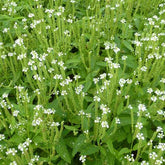 Verveine hastée blanche - Willemse
