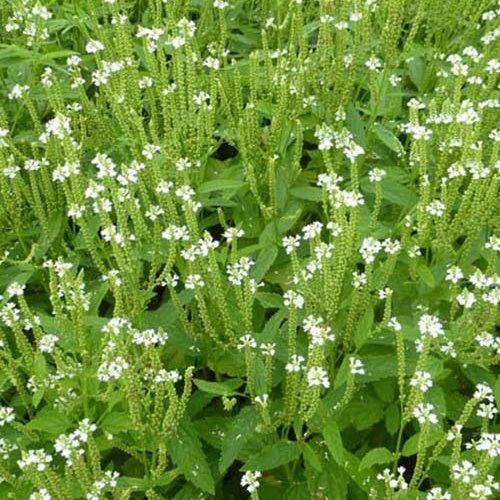 Verveine hastée blanche - Willemse