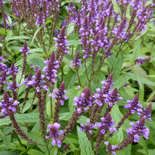Verveine hastée - Willemse