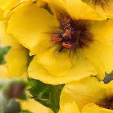 Molène Costwold Queen - Willemse